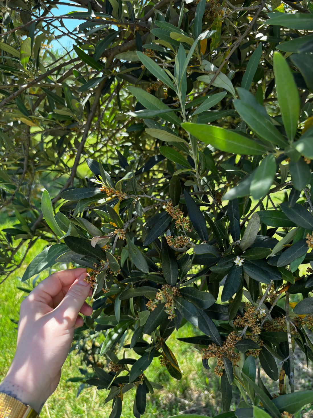 Les bienfaits de la cire d’olive : l’excellence naturelle au cœur des bougies Luce di Ava