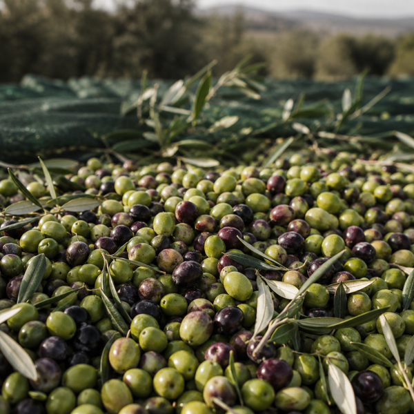 LES OLIVES